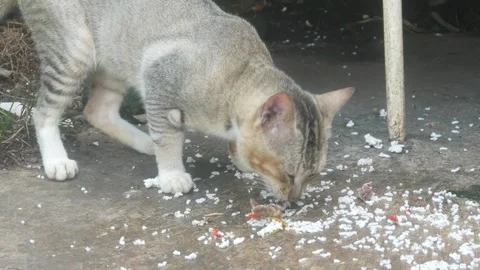 A gray cat is eating Stock Footage 332866682