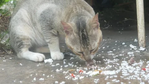 A gray cat is eating Stock Footage 332866683