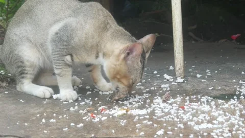 A gray cat is eating Stock Footage 332866684
