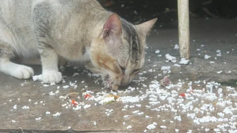 A gray cat is eating Stock Footage 332866686