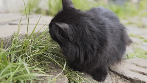 Gray cat eating green grass on meadow and pokes muzzle into camera Sunny day Video stock 96162292