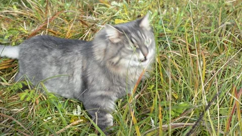 Gray cat eating green grass in nature Vidéo 164093594
