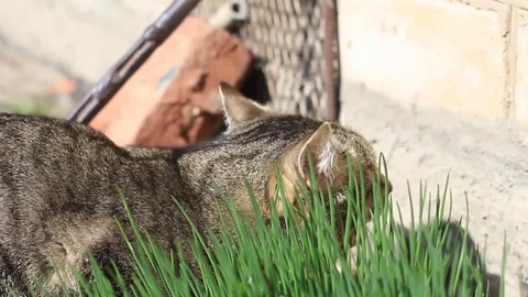 Gray cat eating wheat grass or cat grass. Stock Footage 117220498