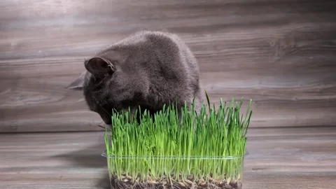 Gray Cat Eating Young Sprouted Grass Video stock 291894993