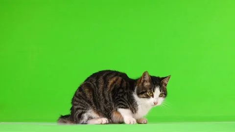 Gray cat eats and leaves the frame on a green background Stock Footage 103807393