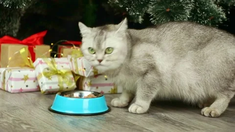 A gray cat eats on the background of a Christmas tree and gifts Video stock 236908584