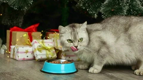 A gray cat eats on the background of a Christmas tree and gifts 動画素材 237508128