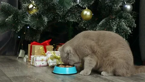 A gray cat eats on the background of a Christmas tree and gifts Stockbeeldmateriaal 238030995