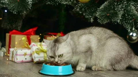 A gray cat eats on the background of a Christmas tree and gifts Stock-Footage 238031129