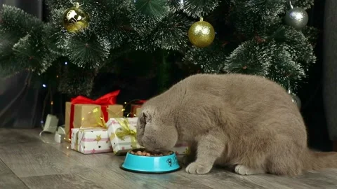 A gray cat eats on the background of a Christmas tree and gifts Stock Footage 239699712