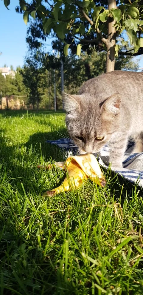 Gray cat eats banana in the garden on the lawn Stock Footage 141119246