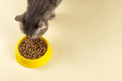 The gray cat eats cat food from a yellow bowl. Delicious treat for your belov Stock Photos