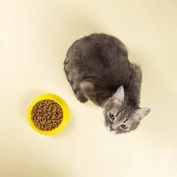The gray cat eats cat food from a yellow bowl. Delicious treat for your belov Stock Photos