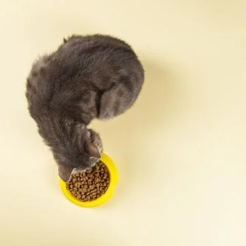 The gray cat eats cat food from a yellow bowl. Delicious treat for your belov Stock Photos