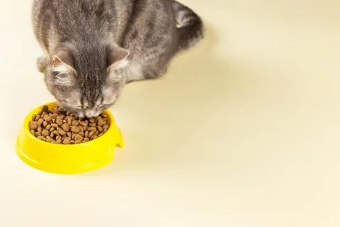 The gray cat eats cat food from a yellow bowl. Delicious treat for your belov Stock Photos
