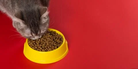 The gray cat eats cat food from a yellow bowl on a red background. The concep Stock Photos