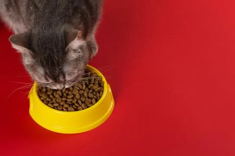 The gray cat eats cat food from a yellow bowl on a red background. The concep Stock Photos