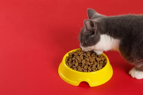 The gray cat eats cat food from a yellow bowl on a red background. The concep Stock Photos