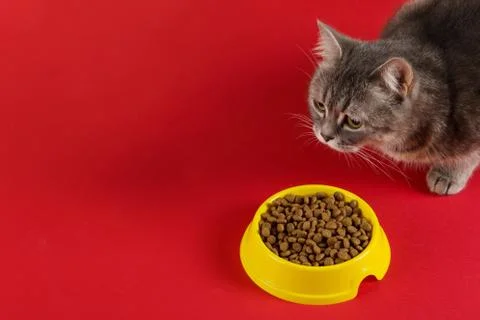 The gray cat eats cat food from a yellow bowl on a red background. The concep Stock Photos