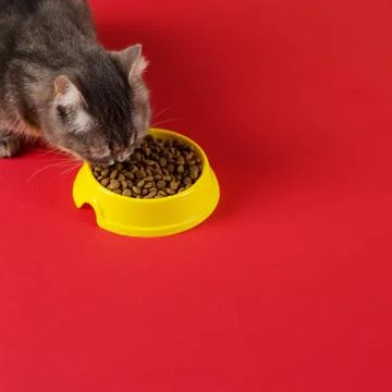 The gray cat eats cat food from a yellow bowl on a red background. The concep Stock Photos
