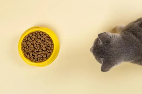 The gray cat eats cat food from a yellow bowl. Delicious treat for your belov Stock Photos