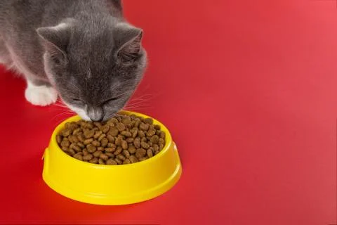 The gray cat eats cat food from a yellow bowl on a red background. The concep Stock Photos