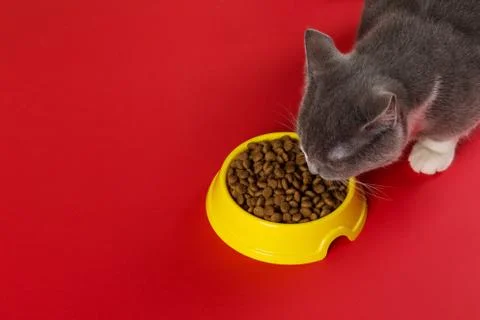 The gray cat eats cat food from a yellow bowl on a red background. The concep Stock Photos