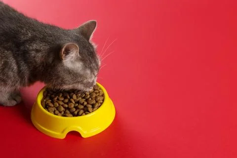 The gray cat eats cat food from a yellow bowl on a red background. The concep Foto stock