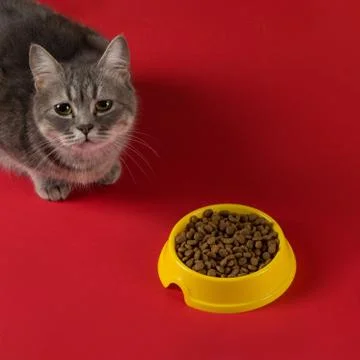 The gray cat eats cat food from a yellow bowl on a red background. The concep Stock Photos