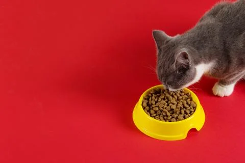 The gray cat eats cat food from a yellow bowl on a red background. The concep Stock Photos