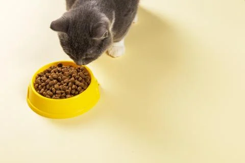 The gray cat eats cat food from a yellow bowl. Delicious treat for your belov Stock Photos