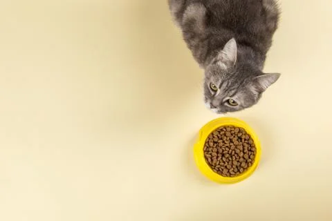 The gray cat eats cat food from a yellow bowl. Delicious treat for your belov Stock Photos