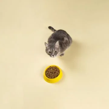 The gray cat eats cat food from a yellow bowl. Delicious treat for your belov Stock Photos