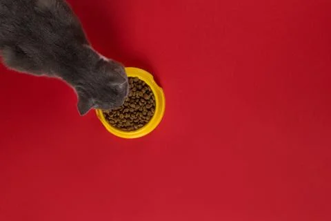The gray cat eats cat food from a yellow bowl on a red background. The concep Stock Photos