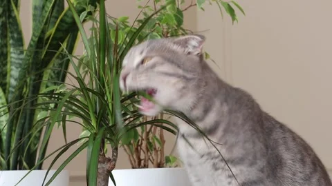 Gray cat eats dracaena leaves. Pet care, natural food and vitamins for pets Vidéo 169625166