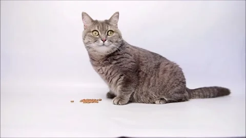 A gray cat eats dry food. Stock Footage 157419123