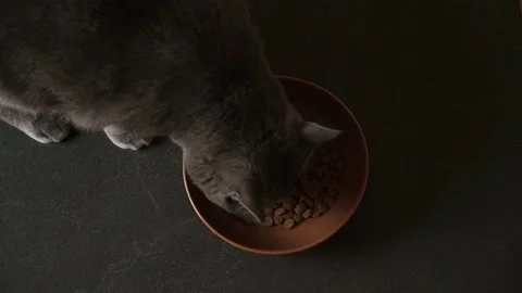 A gray cat eats dry food from a brown bowl on a black floor. The cat chartreuse Stock Footage 212789536