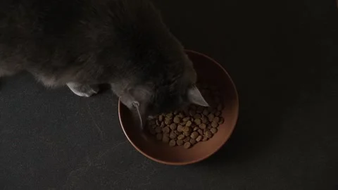 A gray cat eats dry food from a brown bowl on a black floor. The cat chartreuse Stock Footage 213704041