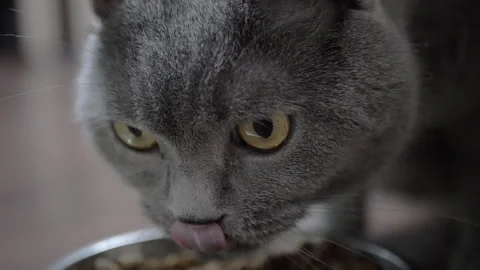 Gray cat eats dry food Stock-Footage 306778991