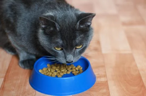 Gray cat eats dry food from a blue plastic bowl. Close-up. Stock Photos
