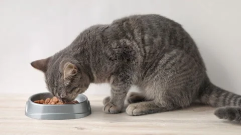 Gray cat eats food from a bowl Stock Footage 201352611