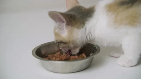 Gray cat eats food from a white bowl on a white background. Lunch for pets Stock Footage 158996207