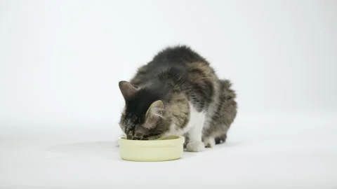 Gray cat eats food from a white bowl on a white background. Lunch for pets. Stock Footage 304770517