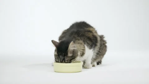 Gray cat eats food from a white bowl on a white background. Lunch for pets. Stock Footage 304770534