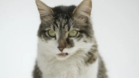 Gray cat eats food from a white bowl on a white background. Lunch for pets. Stock Footage 304770552