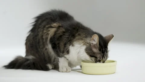 Gray cat eats food from a white bowl on a white background. Lunch for pets. Stock Footage 304770608