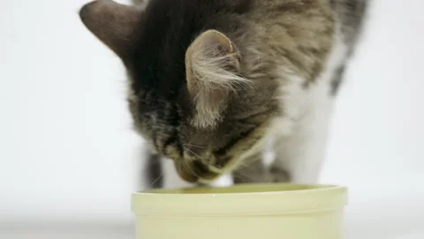 Gray cat eats food from a white bowl on a white background. Lunch for pets. Stock Footage 304770636