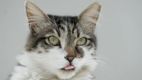 Gray cat eats food from a white bowl on a white background. Lunch for pets. Stock Footage 304770669