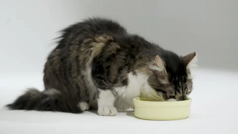 Gray cat eats food from a white bowl on a white background. Lunch for pets. Stock Footage 304770692