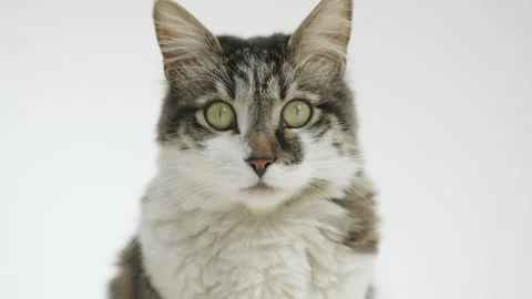 Gray cat eats food from a white bowl on a white background. Lunch for pets. Stock Footage 304770729